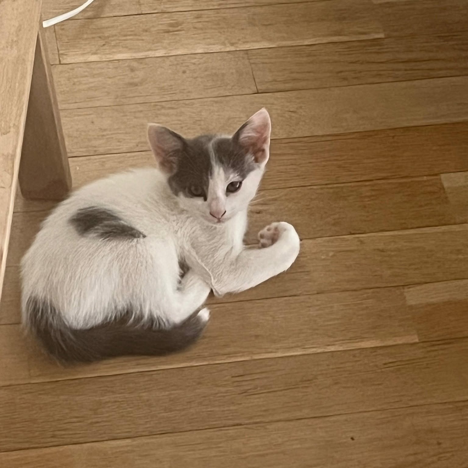 Photo de BELLA, chaton à l’adoption