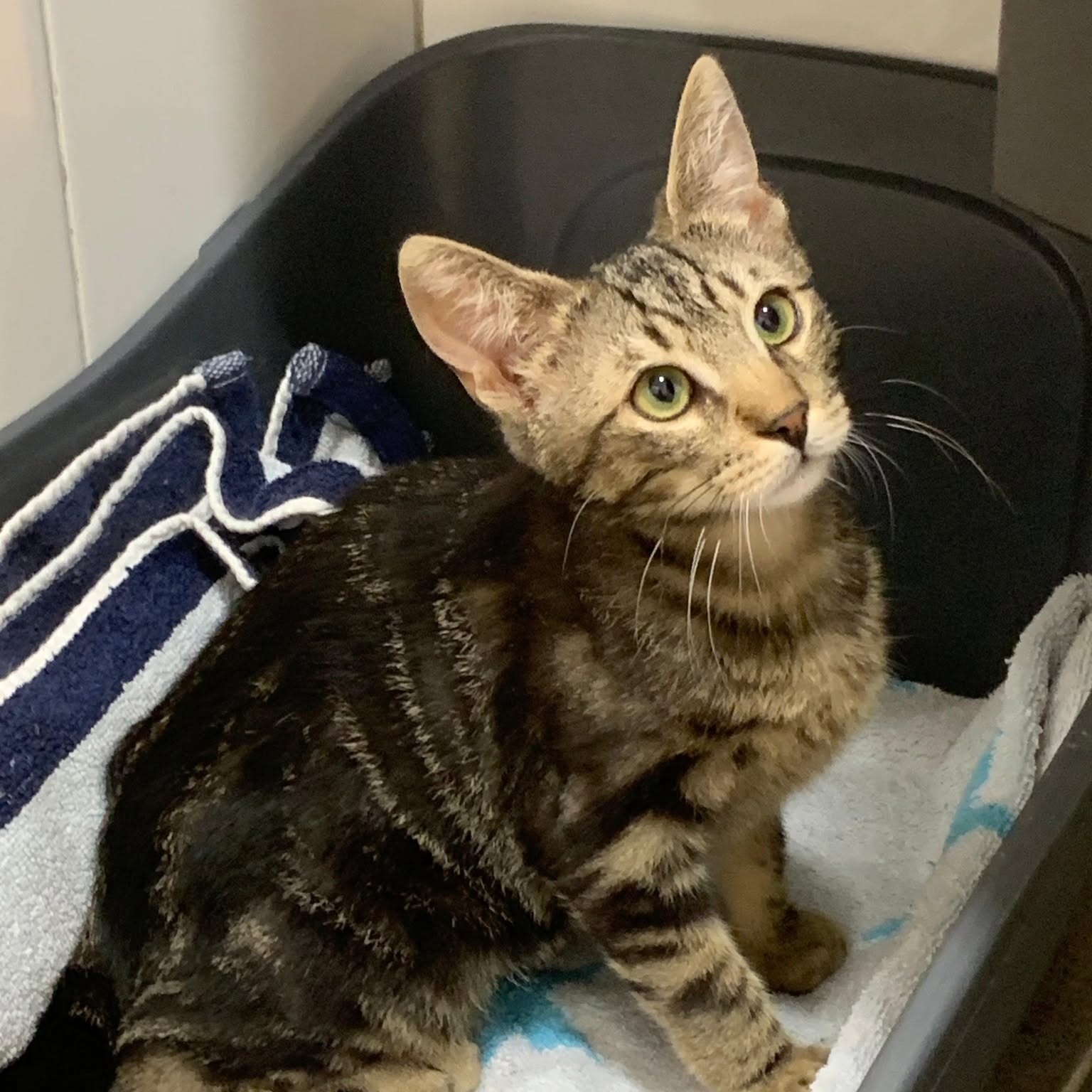 Photo de BIRDY, chaton à l’adoption