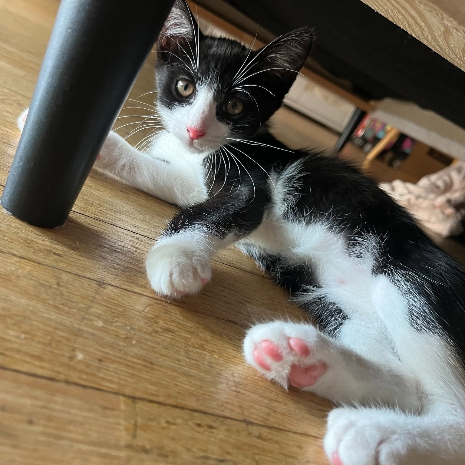 Photo de BLISS, chaton à l’adoption