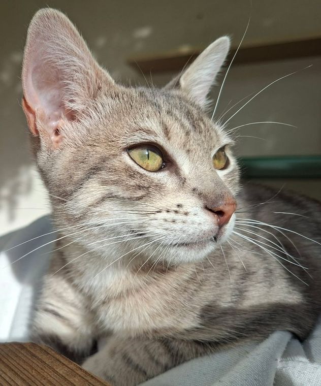 Photo de BOB, chaton à l’adoption