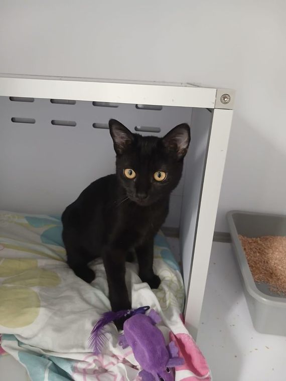 Photo de BOBUN, chaton à l’adoption