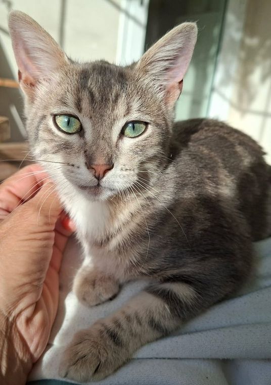Photo de BOLIDE, chaton à l’adoption