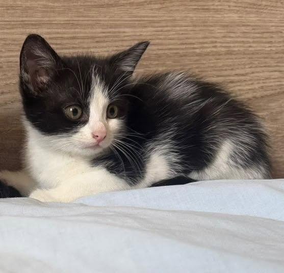 Photo de BONNIE, chaton à l’adoption