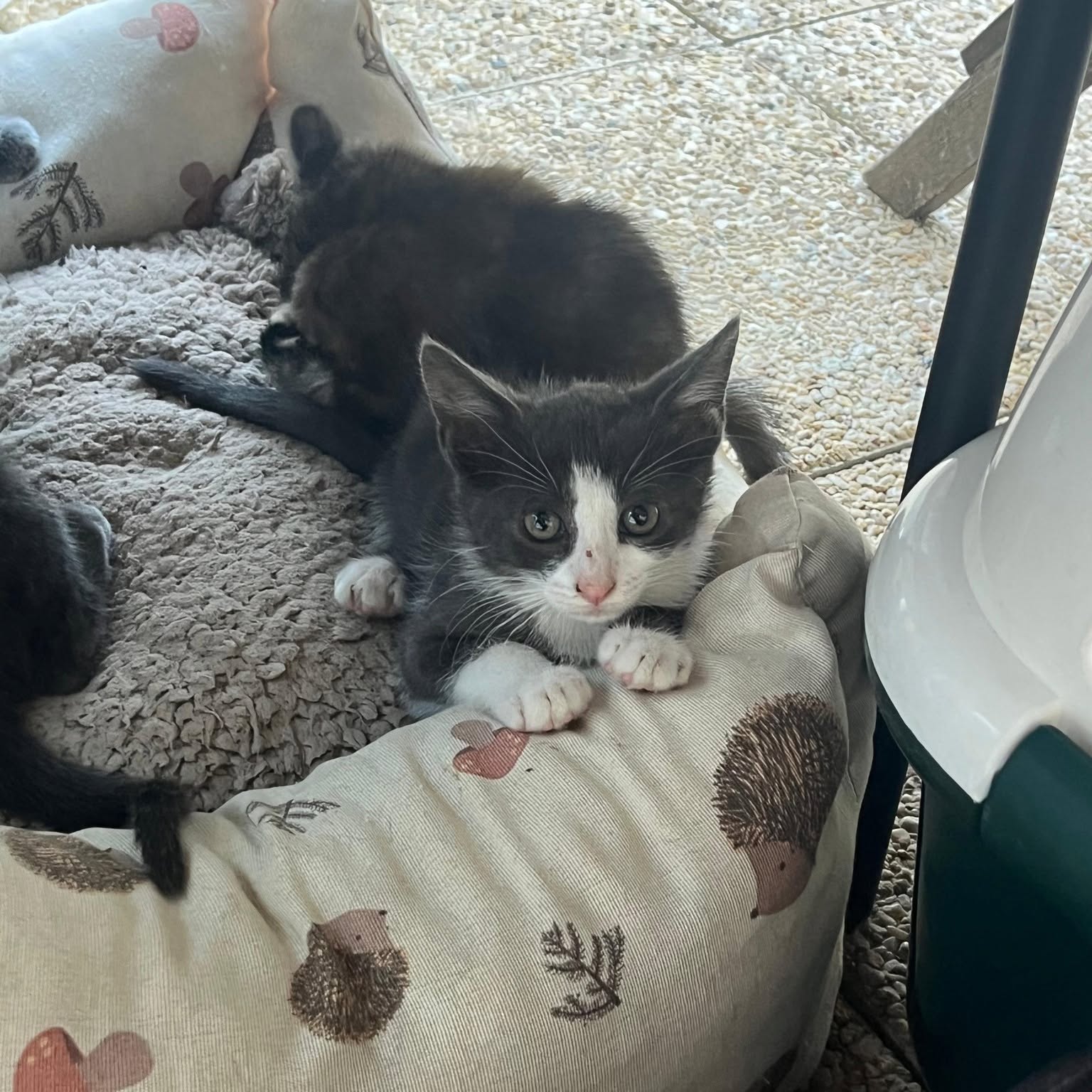 Photo de BOO, chaton à l’adoption