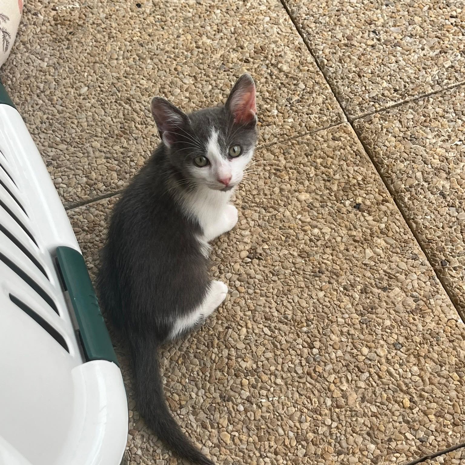 Photo de BOODIE, chaton à l’adoption