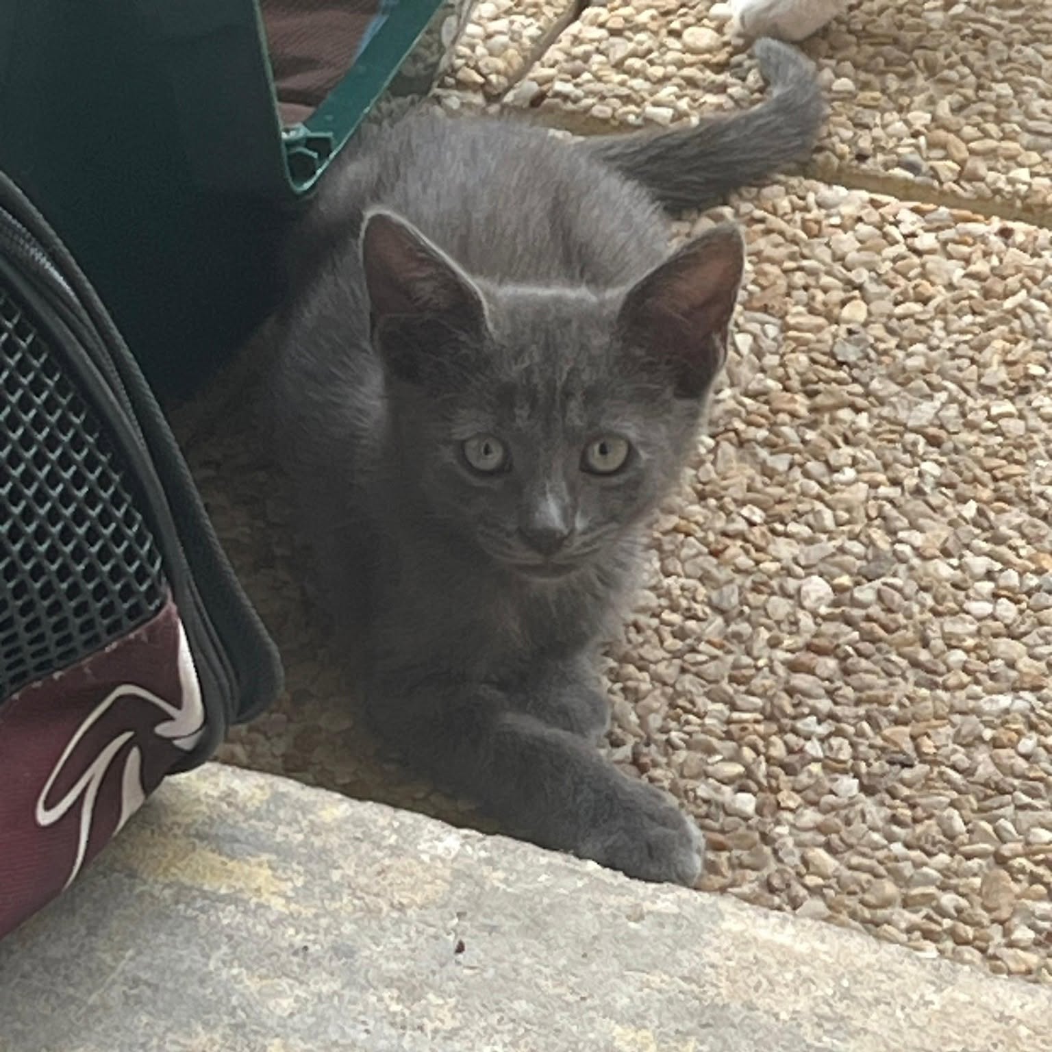 Photo de BOSTON, chaton à l’adoption