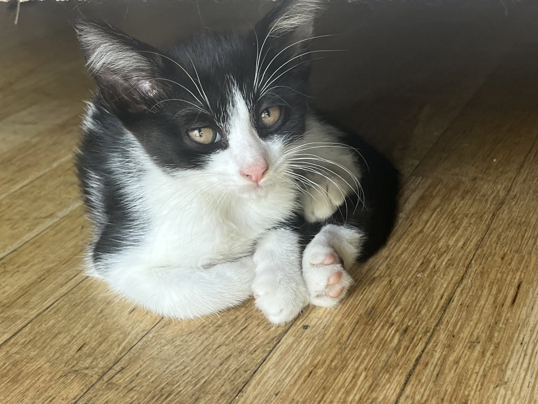 Photo de BREIZH, chaton à l’adoption