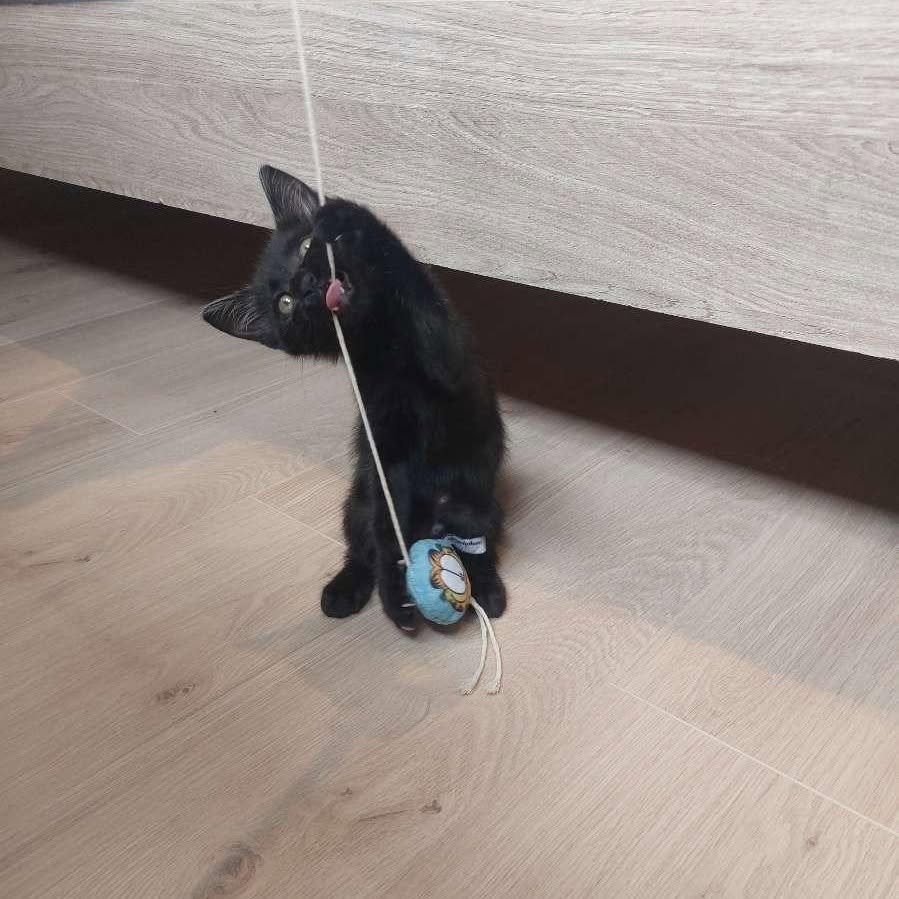 Photo de BROWNIE, chaton à l’adoption