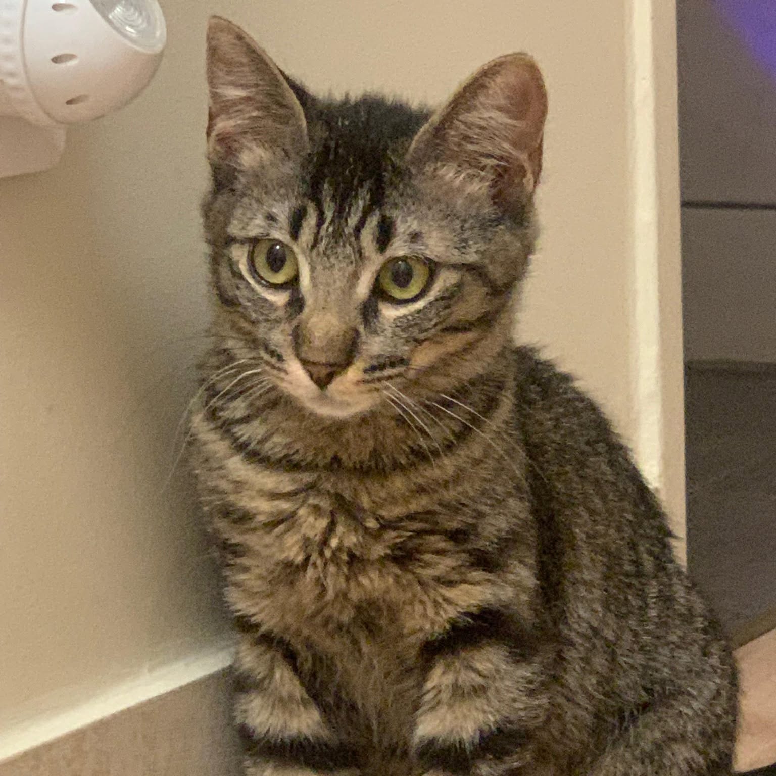 Photo de BRUNETTE, chaton à l’adoption
