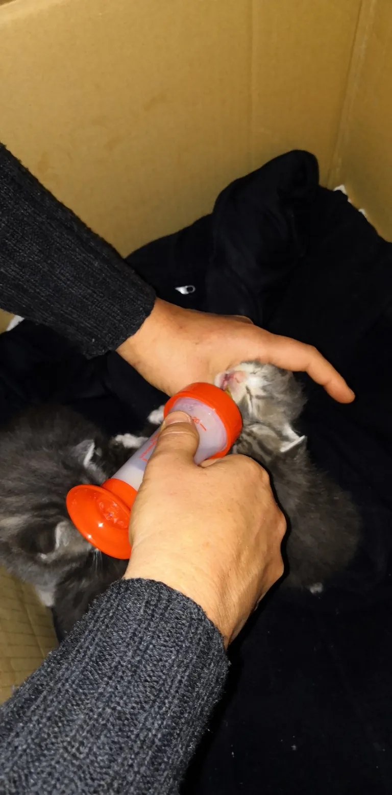 Chaton nourri au biberon par un bénévole de l'association