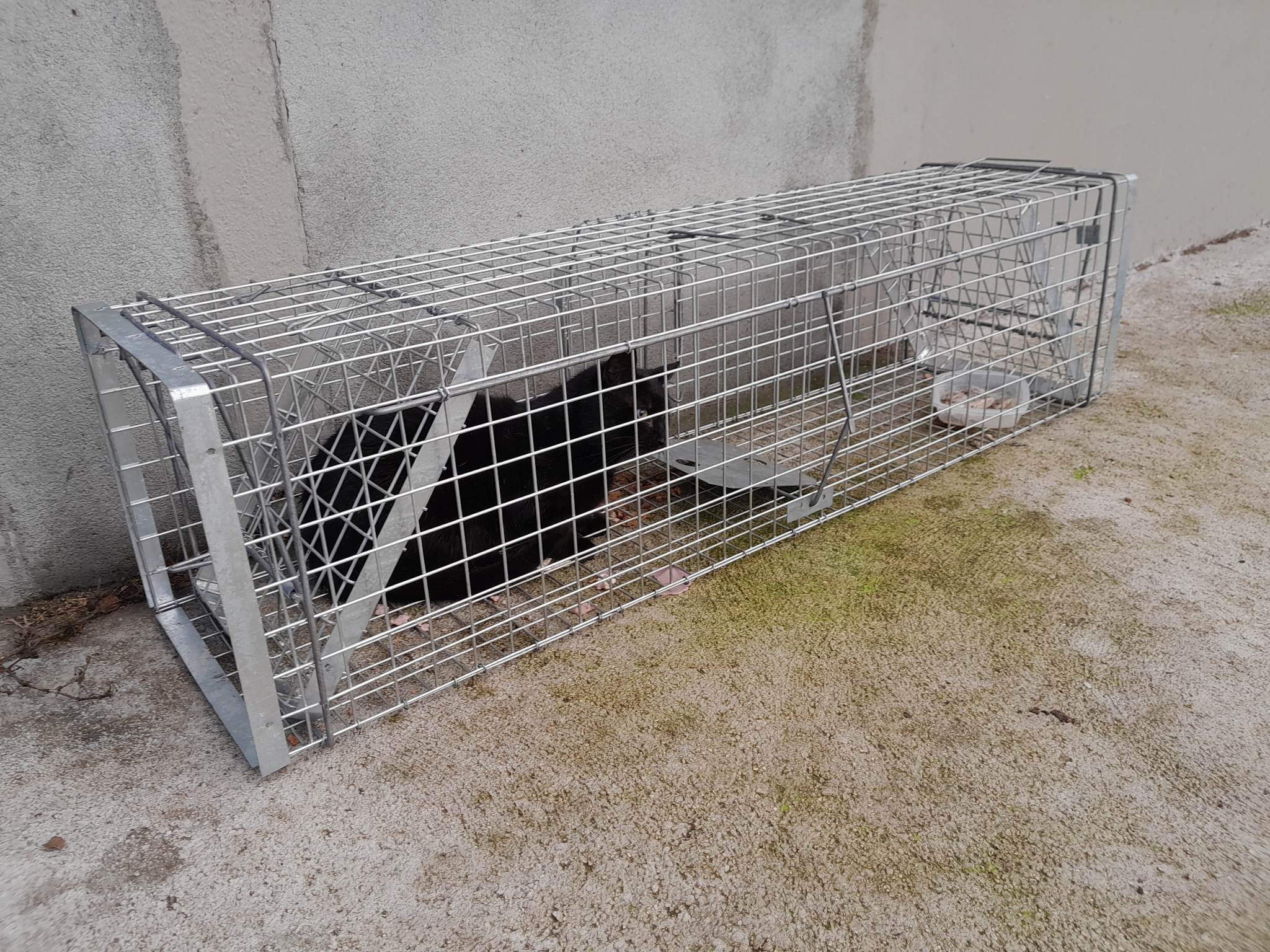 Cage-trappe utilisée pour capturer les chats errants