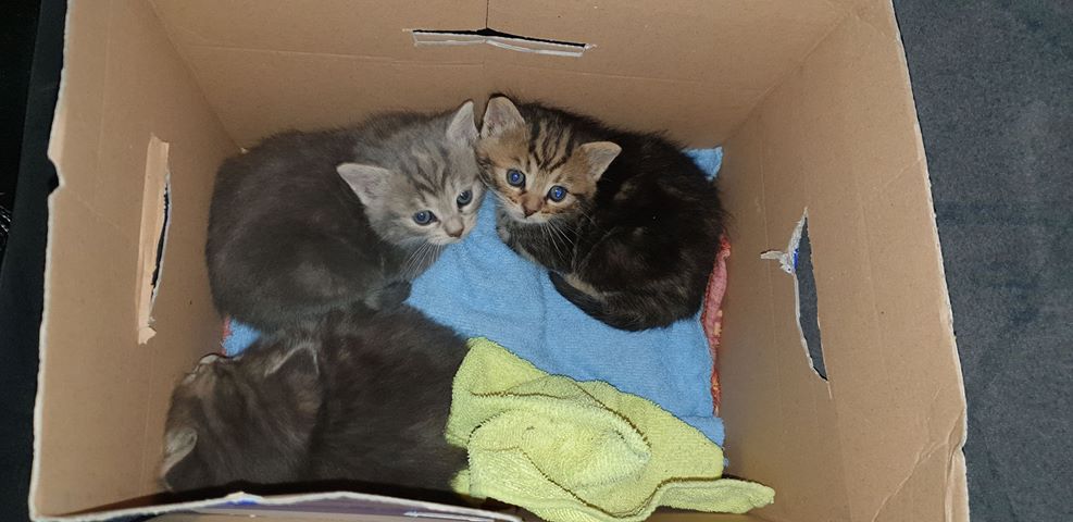 Chatons recueillis, blottis dans un carton