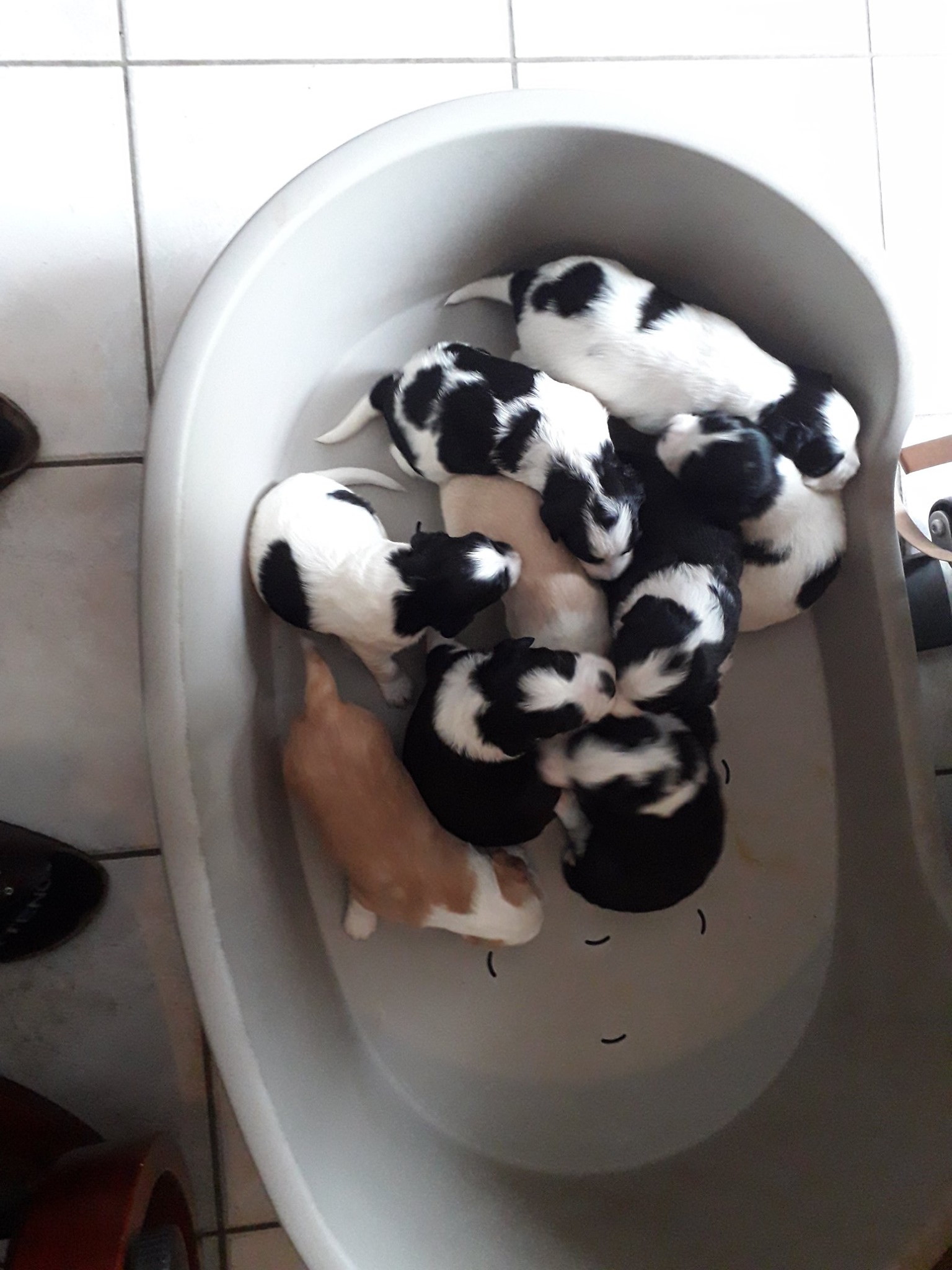 Portée de chiots recueillis par l'association
