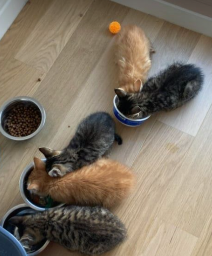 Chatons en famille d'accueil