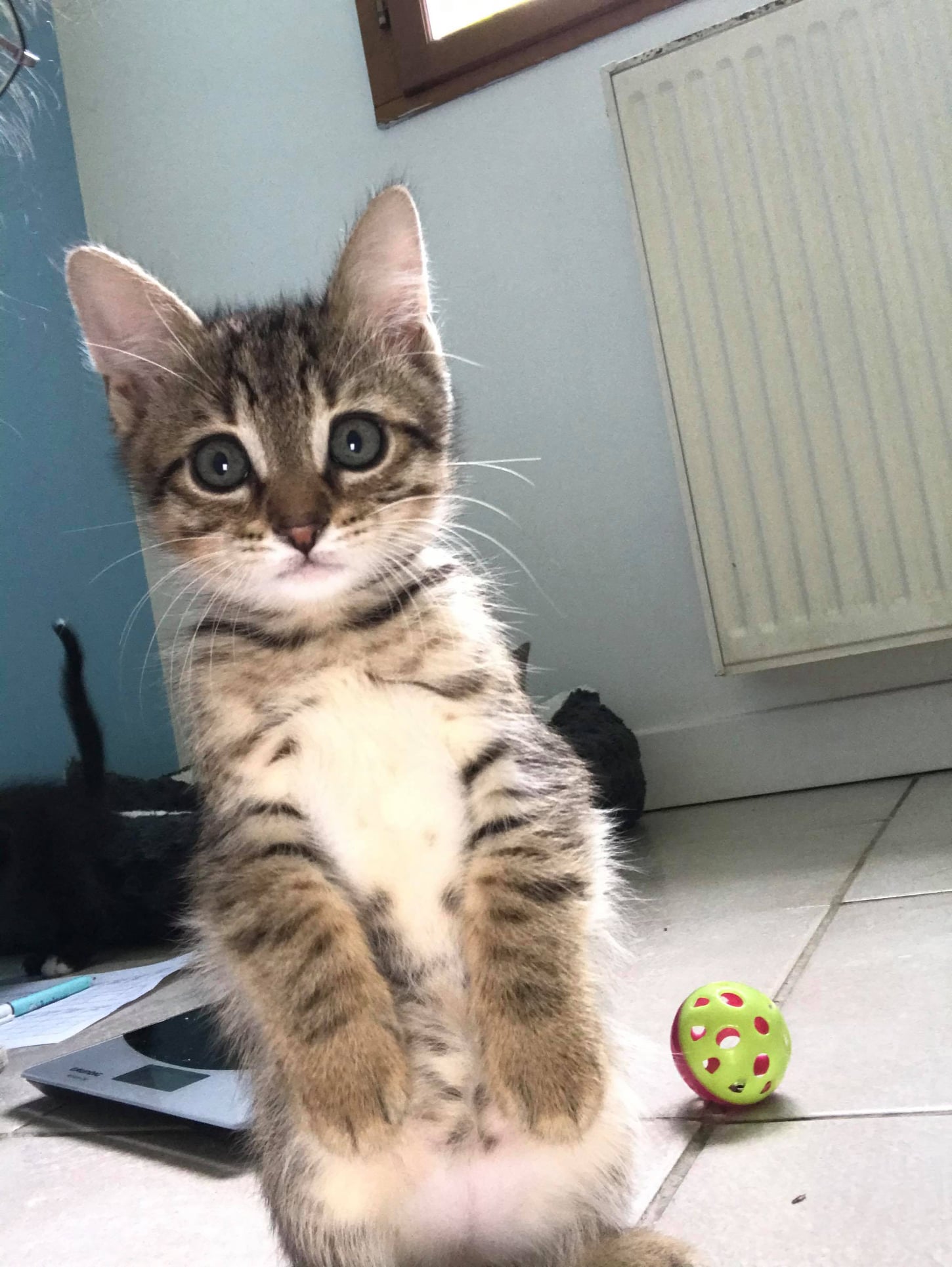 Chatons recueillis par l'association à ses débuts
