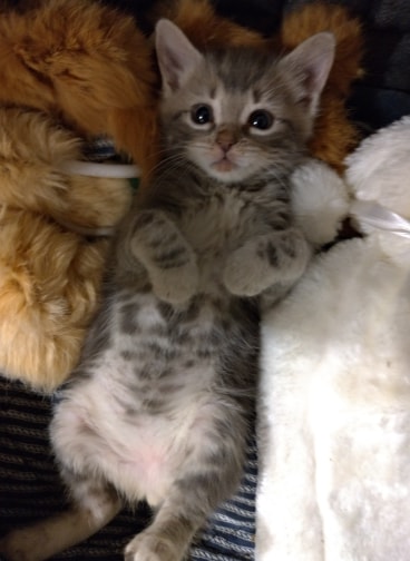 Chaton soigné par l'association