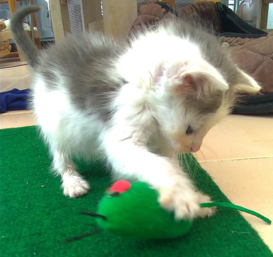 Portée de chatons prise en charge