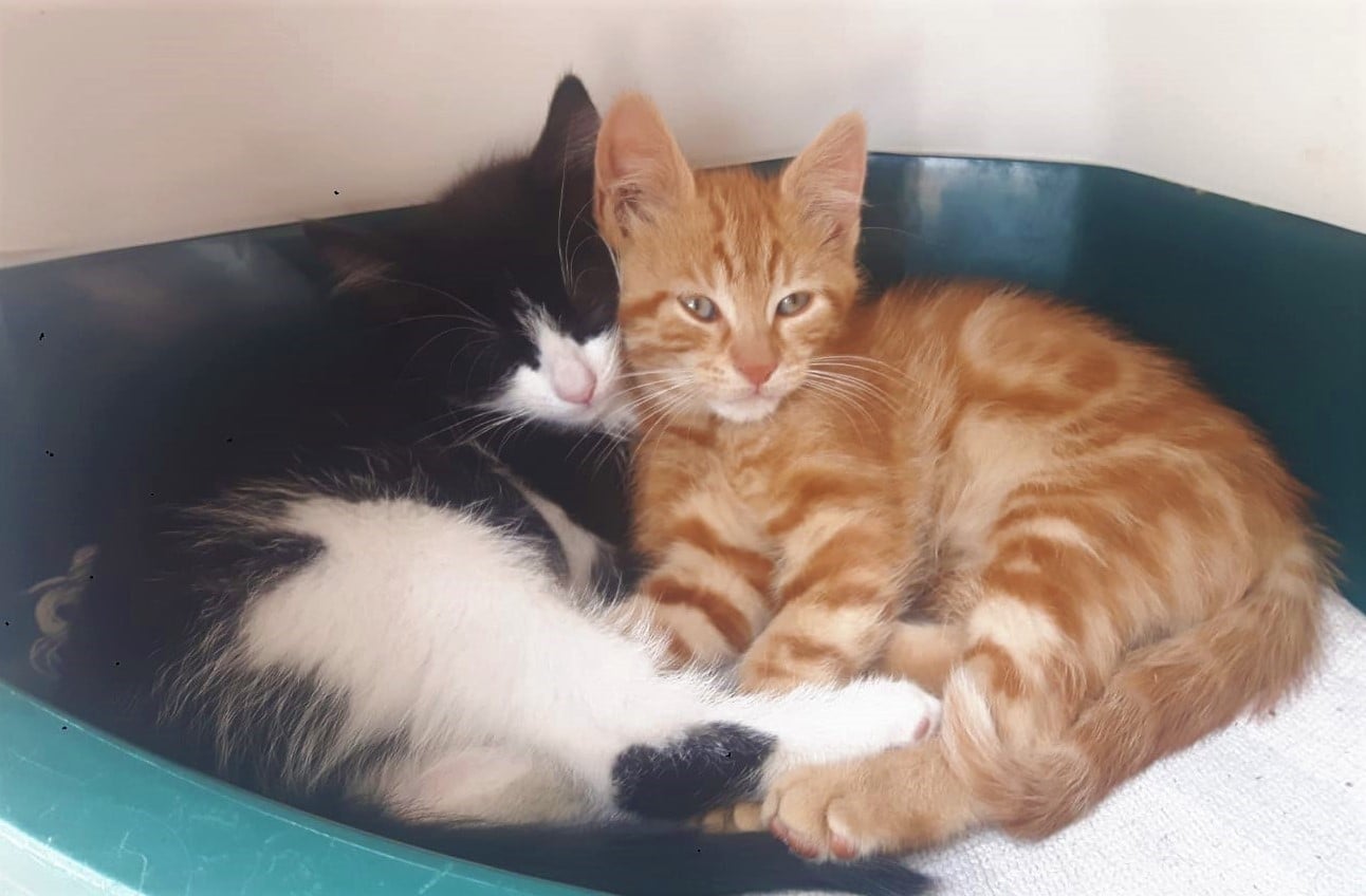 Chatons en attente d'adoption